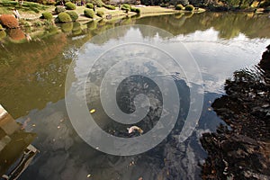 Lake with fish in Goyen gardens, Shinjuku, Tokyo