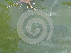 Lake with fishes