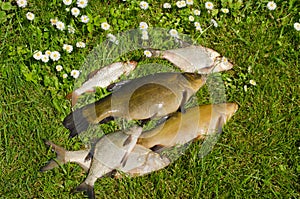 Lake fishes tench, bream, roach catch green grass