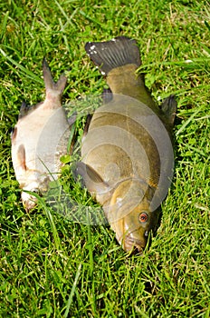 Lake fishes tench orange eye bream green grass