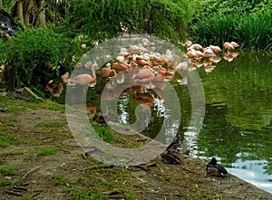 Lake with flamingos (Phoenicopterus chilensis) and Mallard ducks in Minotauro biopark, Castelli photo