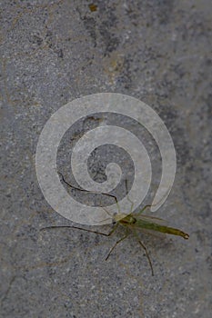 Lake Fly-Chironomidae