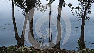 Trees in silhouette with rocky shoreline on a misty foggy morning photo