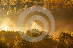 Lake fog landscape with Autumn foliage and tree reflections in Styria, Thal, Austria