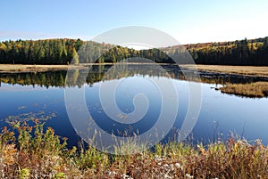 Lake and Forest