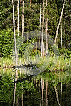 Lake in the forest