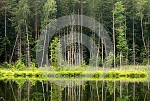 Lake in the forest