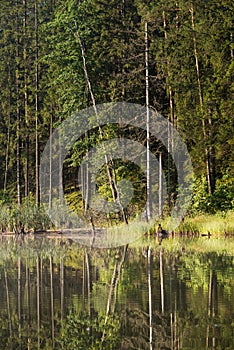 Lake in the forest