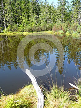 A lake in a forest