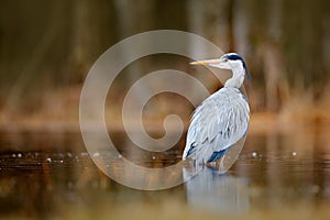 Lake in the forest with bird. Bird the water. Grey Heron, Ardea cinerea, bird sitting, green marsh grass, forest in the background