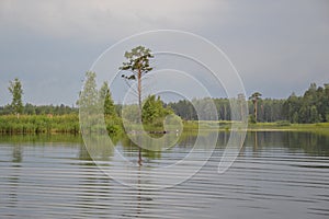 The lake in forest