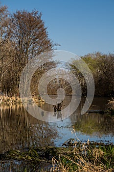 Lake and a forest, Most pri Bratislave