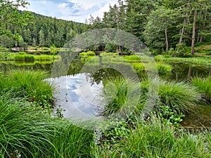 Lake in the forest MÃ¶serer See Austria