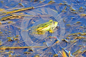 Lake frog