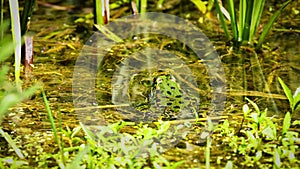 Lake Frog or Marsh frog Pelophylax ridibundus on an aquatic plant.
