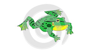 Lake frog singing in water, colored animation