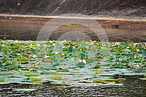 Lake full of lotus flower, SrÃ­ Lanka