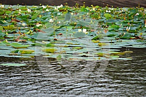 Lake full of lotus flower, SrÃ­ Lanka