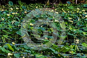 A Lake Full of Yellow Lotus, Water Hyacinth, Reeds, and Other Water Plants