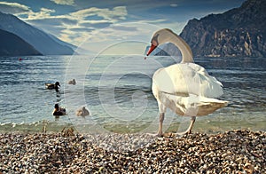 Lake Garda birds