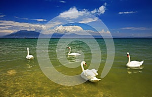 Lake Garda, Italy with swans
