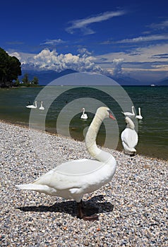 Lake Garda, Italy with swimming swans