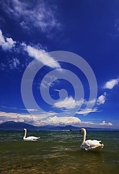 Lake Garda with swimming swans