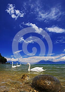 Lake Garda with swimming swans