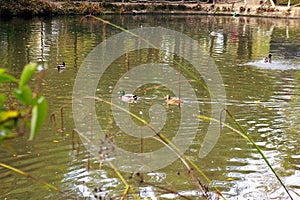 Lake of the garden park Infante Don Pedro, Aveiro. Portugal