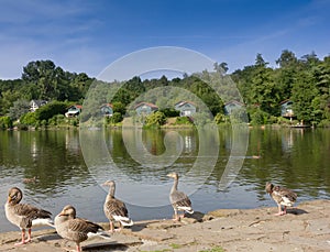 Lake with geese and lodges for free time