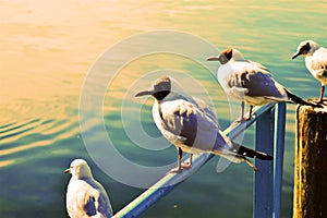 Lake Geneva, landscape and birds in Switzerland, Europe