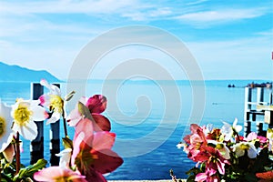 Lake Geneva and red flowers in Switzerland, Europe