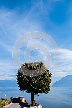 Lake Geneva shore in Chexbres Lavaux with lone tree at view point terrace