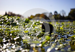 Lake with grass in Perry Park Birmingham