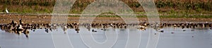Lake, grebes, coots, ducks, birds on food, autumn, bird migrations, panorama of jeyera, ponds, ponds