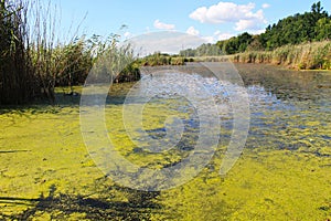 Verde alghe un rana sul Acqua superficie 