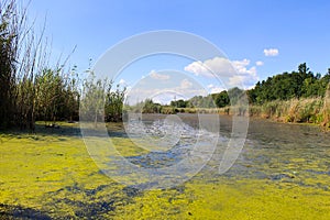 Lake with green algae and duckweed on the water surface