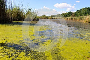 Verde alghe un rana sul Acqua superficie 