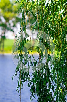 Lake and green meadow near the water in sunny day