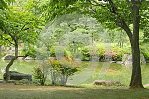 Lake, green plant, tree, flower in Japanese zen garden