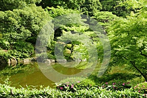 Lake, green plant, tree in Japanese zen garden