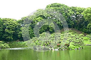 Lake, green tree and plant in zen garden