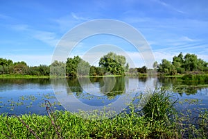 Lake with green vegetation and blue sky at Kern River Parkway, Bakersfield, CA.