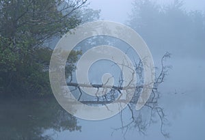 Lake with greenery reflecting on it surrounded by trees covered in the fog