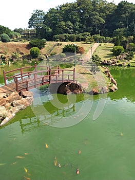 Lake with greenish waters and carp in a Japanese park that also contains an arched bridge to cross the lake and paths to walk
