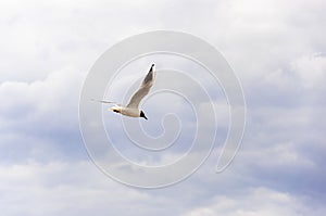 Lake Gull LARUS RIDIBUNDUS fly in storm blue sky