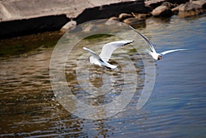 Lake gulls circle on a Sunny summer day near the shore of the Gulf of Finland. Walk along the Baltic sea coast.