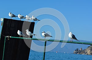 Lake gulls at Ohrid Lake