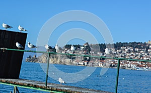 Lake gulls at Ohrid Lake