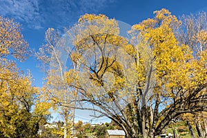 The lake Hayes with colourful trees